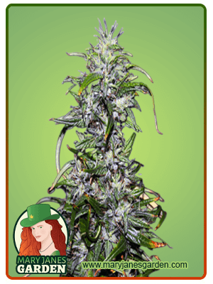 Purple Star Killer-image