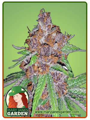 Purple Urkle-image