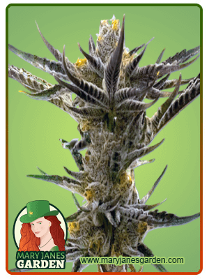 Shiskaberry Kush-image