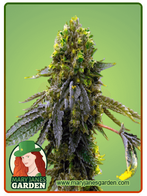 Shiskaberry Punch-image