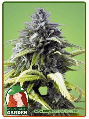 Skunk 1 Autoflowering