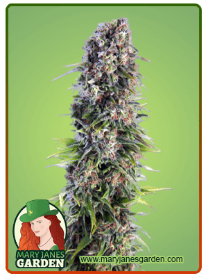 Skunk Autoflower-image