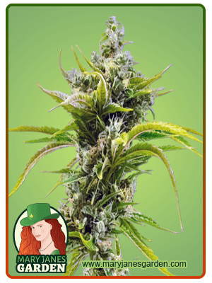 Skunk Diesel-image