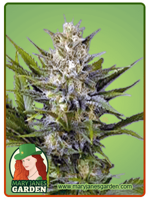Skunk-image