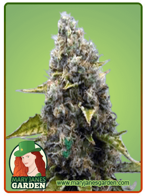 Sour Kush-image