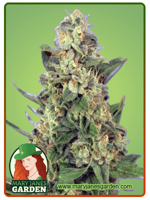 Sour Lemon-image