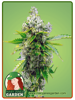 Sour Skies-image