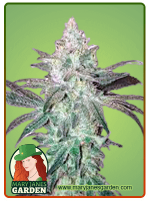 Stardawg-image