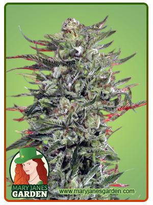 Strawberry Banana Cheese-image