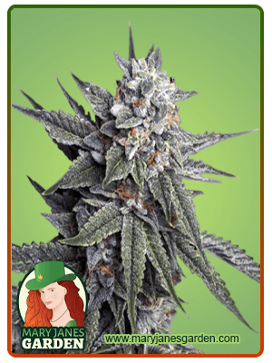 Strawberry Banana-image