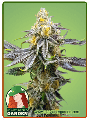 Strawberry Cheese Autoflower-image