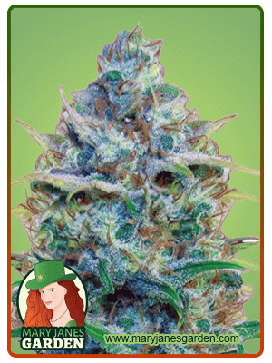 Strawberry Cough-image