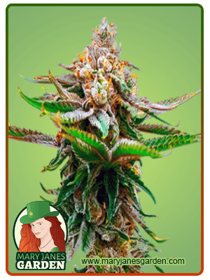 Strawberry-image