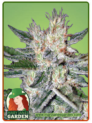 Sugar Black Rose-image