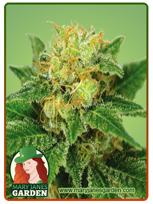 Northern Lights Marijuana Seeds