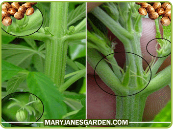 Male Vs Female | Mary Jane's Garden