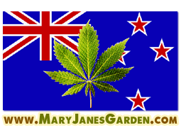 Marijuana New Zealand