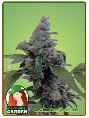 Aurora auto