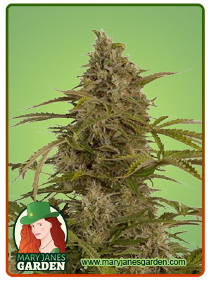 CBD Fruit Cheese (1:2) Autoflower-image