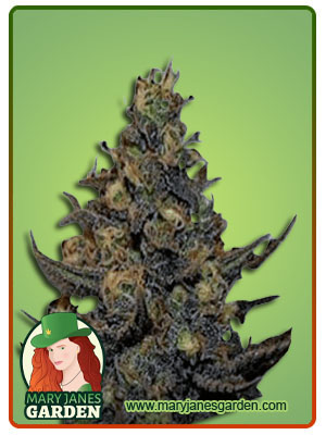 Black haze fem