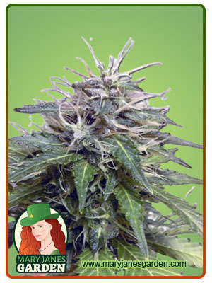 Blue Orca Autoflower-image