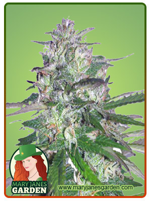 Fruit Walker Autoflower-image
