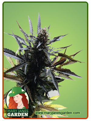 Gorilla Fruit-image