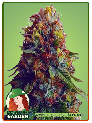 Green Goblin Feminized Marijuana Seeds