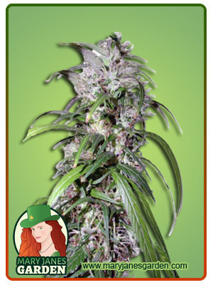 Haze-#47-image
