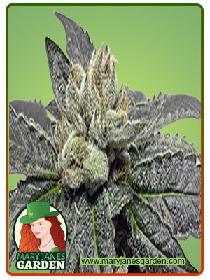 Jungle Juice Autoflower Marijuana Seeds