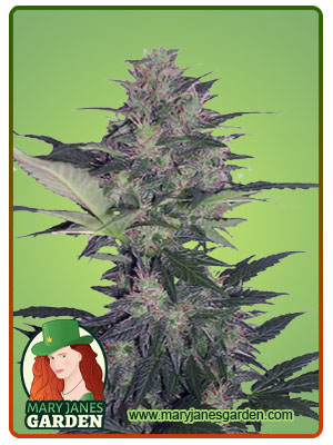 Kiwi Mint Autoflower-image