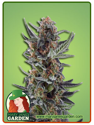 Lemon Jack Autoflower-image