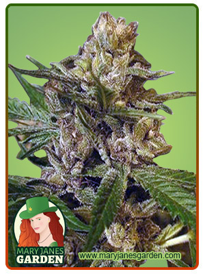 Leprechron-image