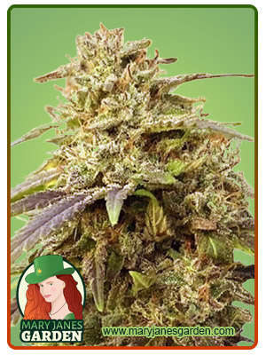 Light Sabre Autoflower-image