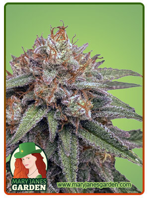 Mint Cookies Autoflower-image