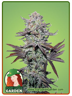 Mint Dawg Autoflower-image