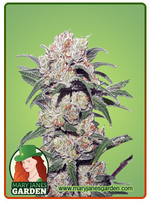 Mint Head Autoflower-image