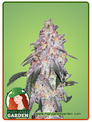 NYPD Blue Autoflower-image