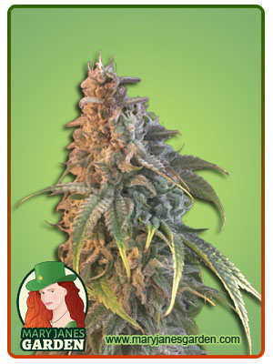 Nuken-image