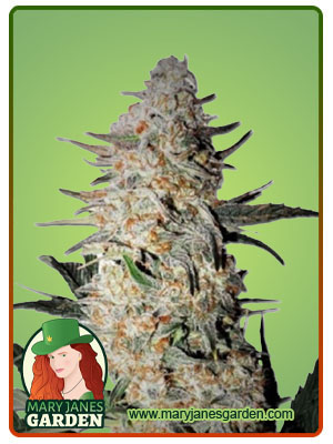 OG Punch-image
