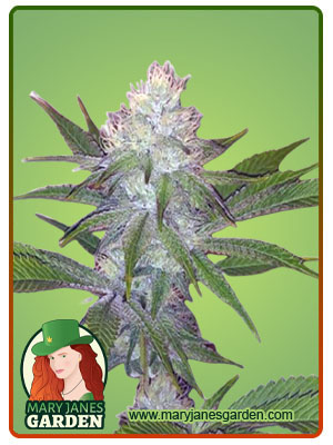 OG Wedding-image