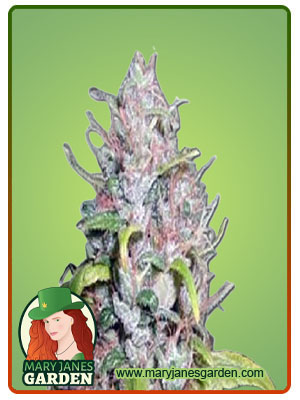 Outer Space Autoflower-image