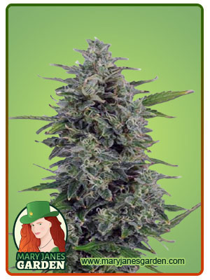 Pluto Kush Autoflower-image