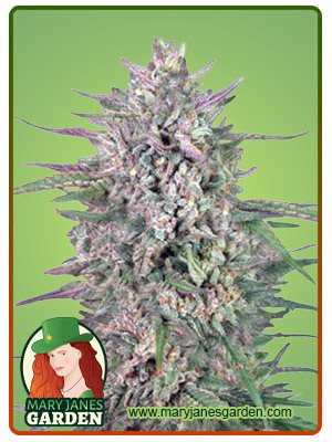 Ruby Cookies Fast Version Marijuana Seeds