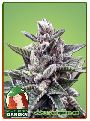Sherbert #4-image