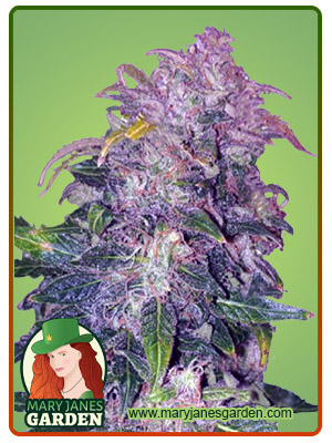Space Cookies Autoflower-image