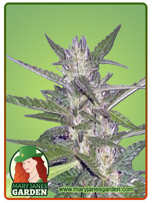 Spider Kush Autoflower-image