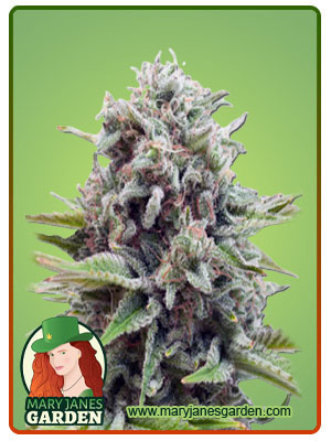 Sugar Glue-image