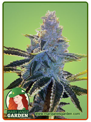 Super Dog Autoflower-image