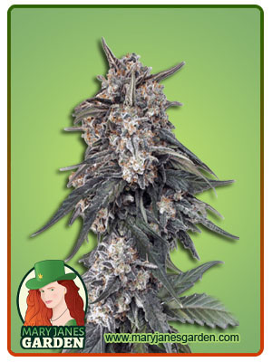 Tang OG-image